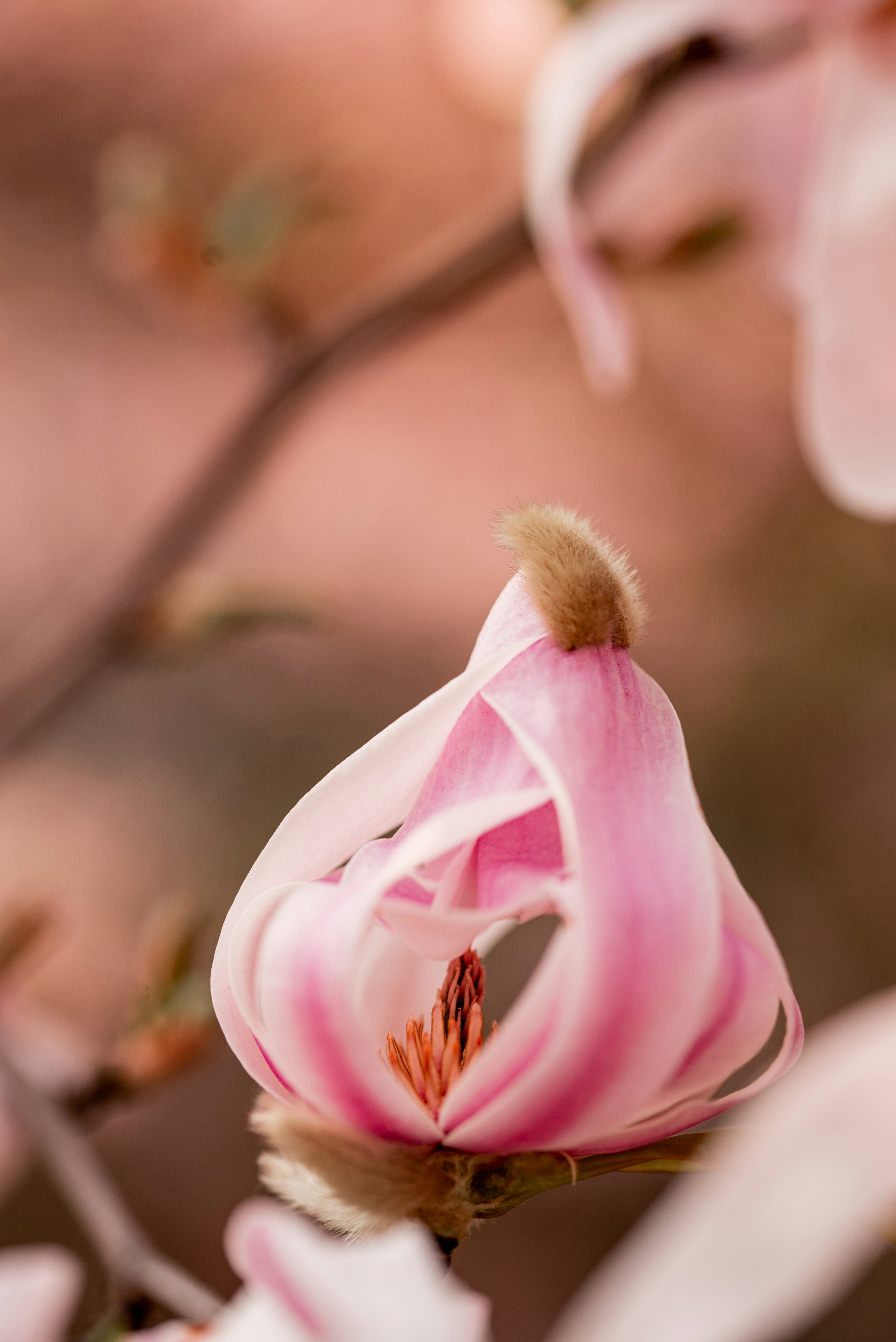 pink and white flower in tilt shift lens